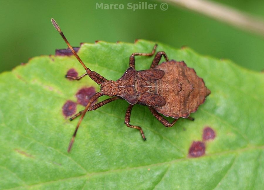 Coreus marginatus - ninfa